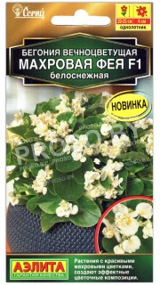 Бегония вечноцветущая Махровая фея белоснежная F1