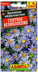 Брахикома иберисолистная Голубое великолепие