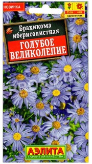 Брахикома иберисолистная Голубое великолепие