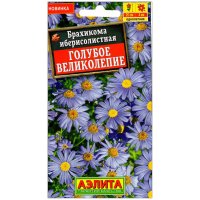 Брахикома иберисолистная Голубое великолепие