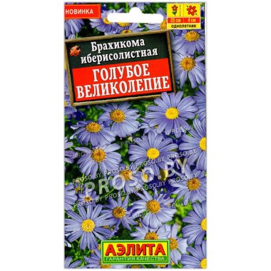 Брахикома иберисолистная Голубое великолепие