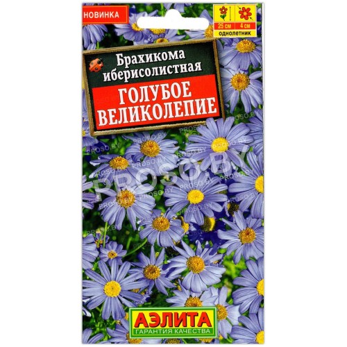 Брахикома иберисолистная Голубое великолепие