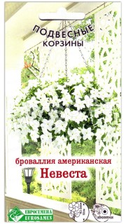 Броваллия американская Невеста