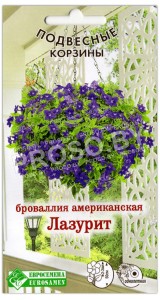 Броваллия американская Лазурит