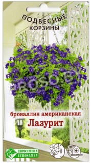 Броваллия американская Лазурит