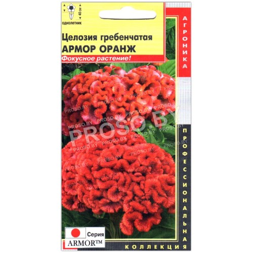 Целозия гребенчатая Армор оранж