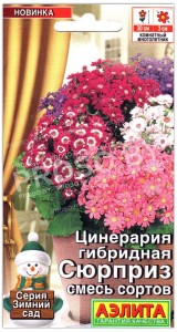 Цинерария гибридная Сюрприз, смесь