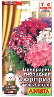 Цинерария гибридная Сюрприз, смесь