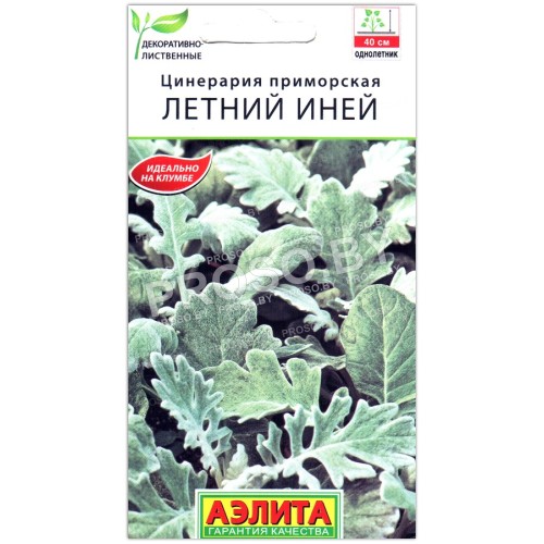 Цинерария приморская Летний иней