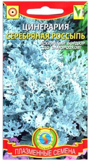 Цинерария Серебряная россыпь