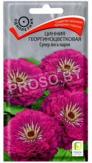 Цинния георгиноцветковая Супер йога парпл