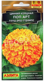 Цинния изящная Поп арт голд ред страйпс