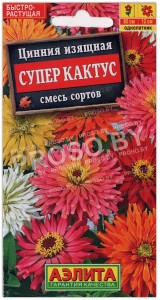 Цинния изящная Супер кактус, смесь