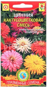 Цинния Кактусоцветковая, смесь