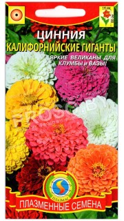 Цинния Калифорнийские гиганты