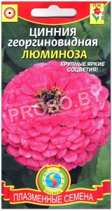 Цинния Люминоза