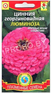 Цинния Люминоза