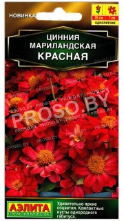 Цинния мариландская Красная