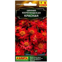 Цинния мариландская Красная