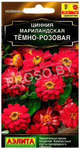 Цинния мариландская Темно-розовая