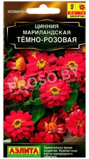 Цинния мариландская Темно-розовая