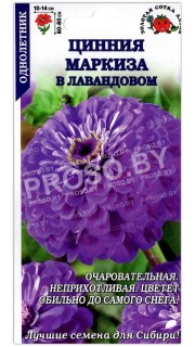 Цинния Маркиза в лавандовом