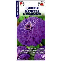 Цинния Маркиза в лавандовом