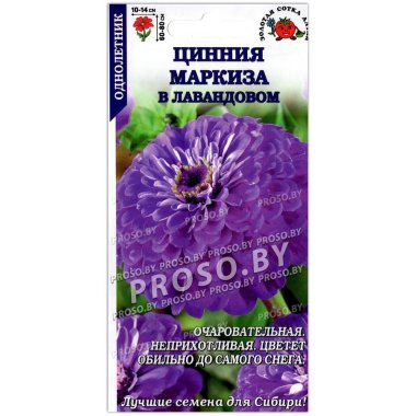 Цинния Маркиза в лавандовом