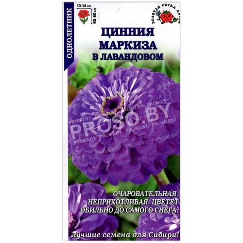 Цинния Маркиза в лавандовом