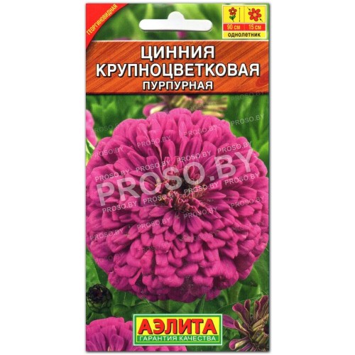 Цинния изящная Крупноцветковая пурпурная-1