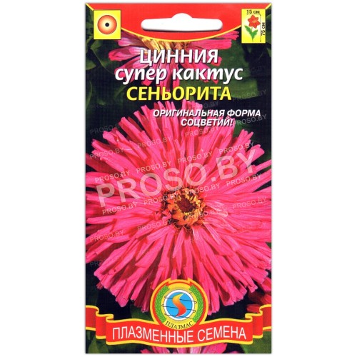 Цинния супер кактус Сеньорита