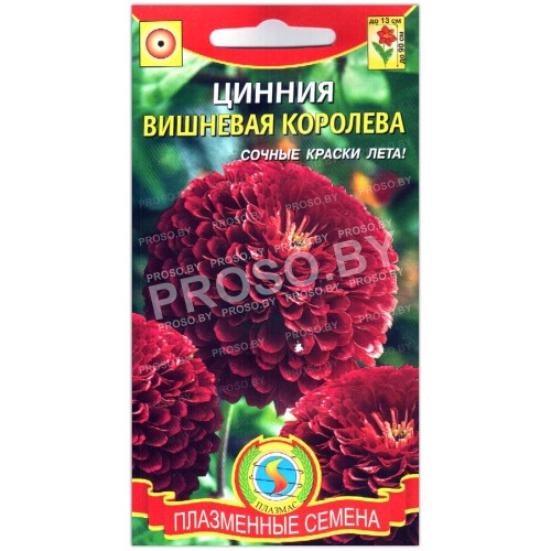Цинния изящная Вишневая королева-1