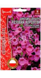 Диасция барбера Розовая королева