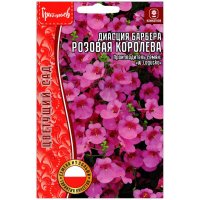 Диасция барбера Розовая королева