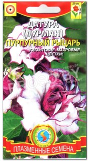 Дурман Пурпурный рыцарь