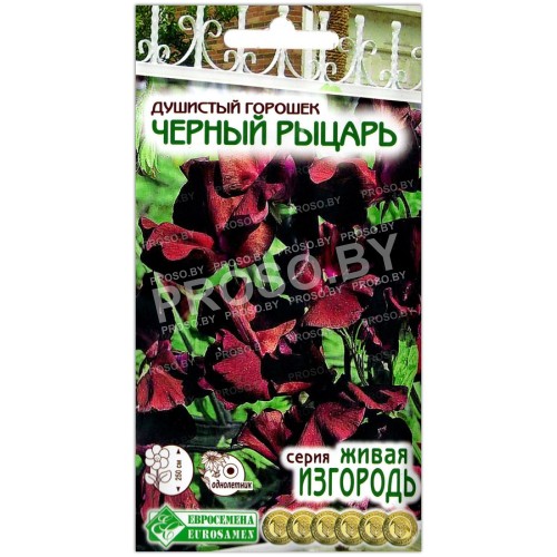 Душистый горошек Черный рыцарь