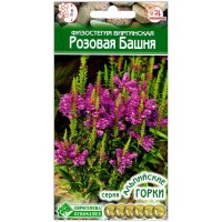 Физостегия виргинская Розовая башня