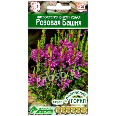 Физостегия виргинская Розовая башня