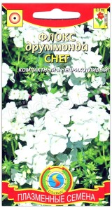 Флокс друммонда Снег