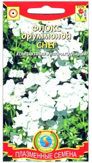 Флокс друммонда Снег
