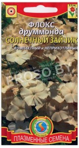 Флокс друммонда Солнечный зайчик
