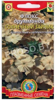 Флокс друммонда Солнечный зайчик