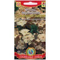 Флокс друммонда Солнечный зайчик