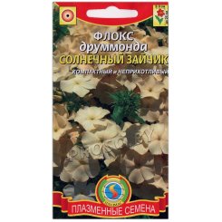 Флокс друммонда Солнечный зайчик