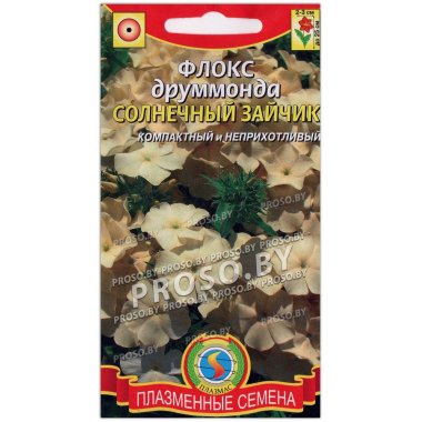 Флокс друммонда Солнечный зайчик