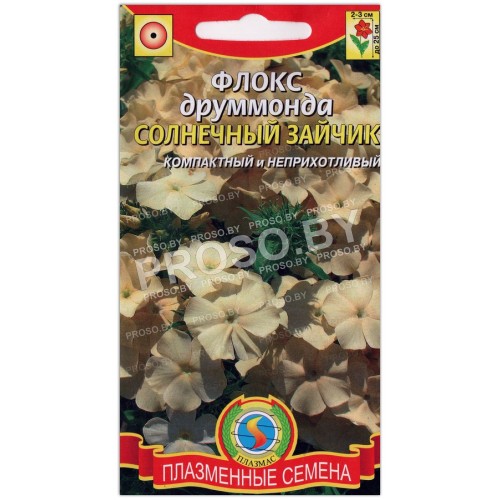 Флокс друммонда Солнечный зайчик