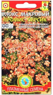 Флокс махровый Промис персик