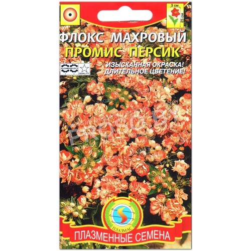 Флокс махровый Промис персик