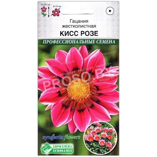 Гацания жестколистная Кисс розе