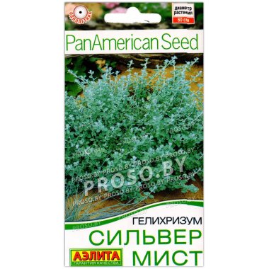 Гелихризум Сильвер мист